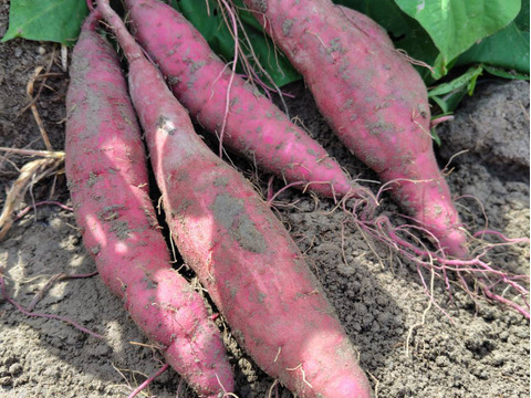 自然栽培【紅はるか】さつまいも　希少いも5キロ固定種 在来種（ 淡路島産）農薬不使用　無肥料栽培