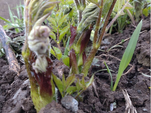 期間限定！山の恵みセット‼︎山菜詰め合わせ
天然山菜 約1500g(ワラビ、ウルイ、ボウナ、フキ、ウド、
ミズ等)