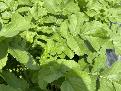 新鮮野菜‼️とれたて大根をお届け❗️