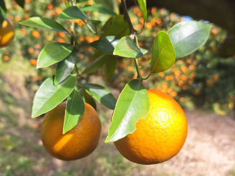 お猿さんから守れ！レスキューたんかん　６キロ