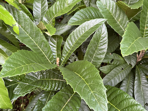 沖縄県南城市産　『枇杷の葉』100g