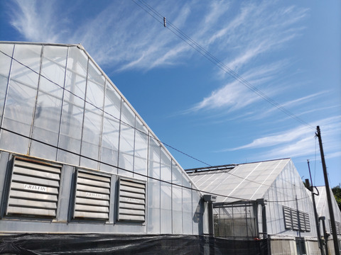 あふれる果汁！大分県産ハウスミカン ４キロ