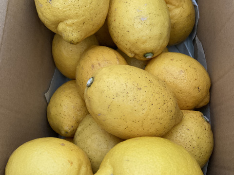 食べてみんさい！広島特別栽培レモン◆農薬不使用◆2.4kg