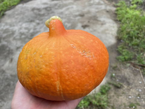 しっとり♪伝統野菜！打木赤皮甘栗かぼちゃ2個入