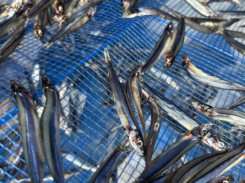 キビナゴ 冷凍200ｇ