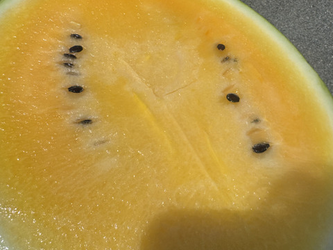 【特大黄金‼︎】黒皮黄色の大玉スイカ ムーンフラッシュ1玉