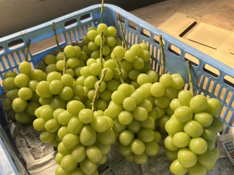 長野県産　家庭用シャインマスカット　2kg