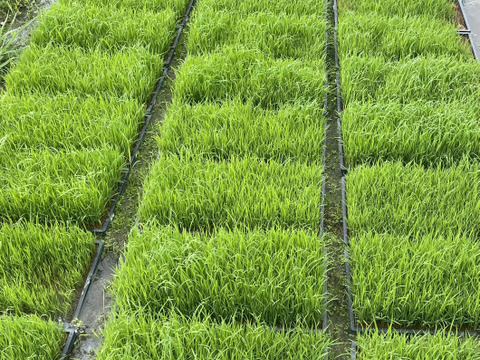 農薬不使用！お米（玄米）ご家庭用5kg