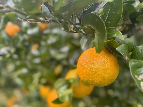 鹿児島・枕崎の太陽育ち【ポンカン】５㎏