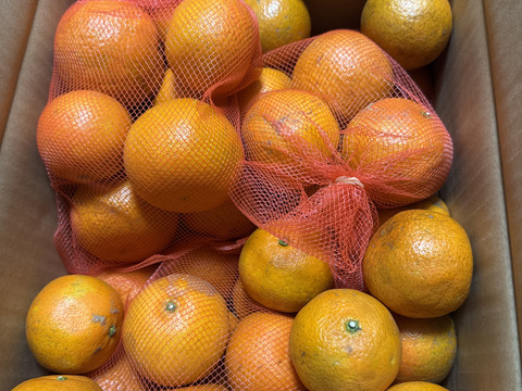 岸良タンカン　大小（１キロネット４袋）詰め合わせ　（これまで当果樹園をご利用いただいた方限定で販売いたします。菓子箱等再利用。）