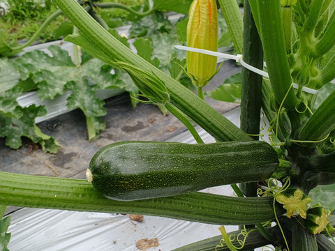 農薬・化学肥料不使用 ツヤツヤのズッキーニ 10本(約2kg)：大阪