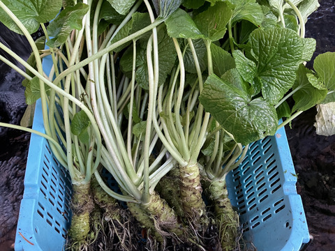 訳あり特価「富士山わさび」実生種(大100g程度)    2本セット　毎週土曜日(収穫当日)の発送です