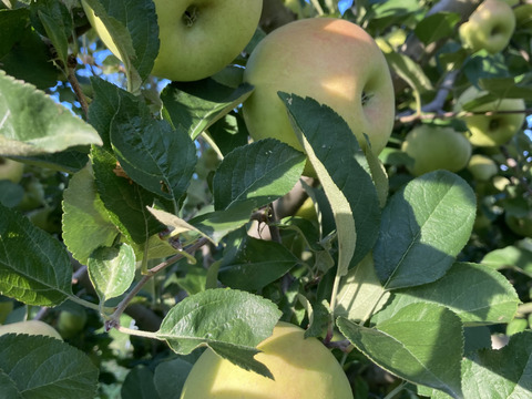 幻のりんご青林　3キロ8-12玉入り蜜入チェック済み