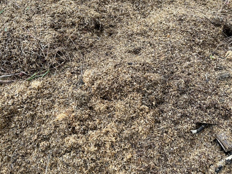 春の訪れ！ウド(200〜300g)新聞紙で包んでお届け。