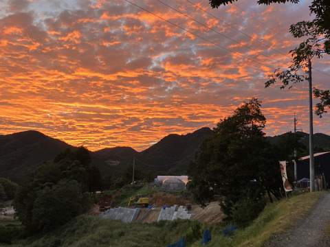 国産ブラックベリースパークリングワイン375ml