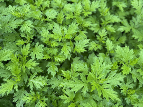 柔らか新芽、香り良い美味しい蓬（ヨモギ）600グラム以上！採れたての季節の野菜もサービスでお入れしてお送りいたします