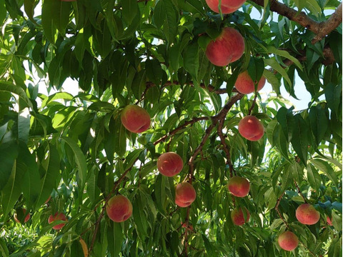 【優品】産地直送！硬めの桃（ご家庭用・3㎏）※品種：さくら【最終10箱限定】