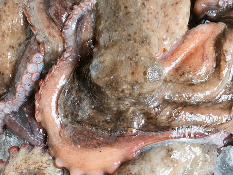 1.1kg 丸ごとたこ1匹　　茹でて発送します（説明文！必読で‼️‼️）