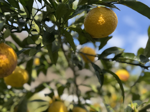 黄金柑（ゴールデンオレンジ）