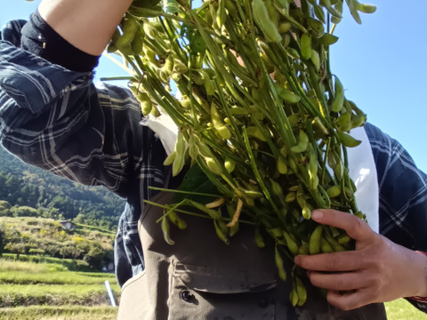 枝豆　枝付き　朝取り　自然栽培　自家採種