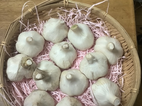 子どもの野菜　栽培期間中農薬不使用・自然栽培新ニンニク,.福地ホワイトＭサイズ　500グラム12個程度