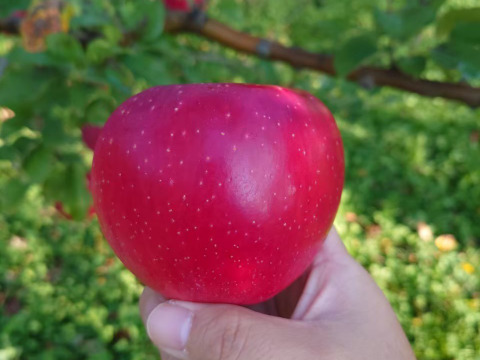 【家庭用】シナノホッペ 約2.5kg(7-14玉) 長野生まれの希少なりんご 11月上旬頃発送開始予定 #NAH0B025