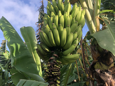 【今だけ値下げ！】ビタミンC豊富、安心・安全！ブラジルバナナ  切り離し計2kg