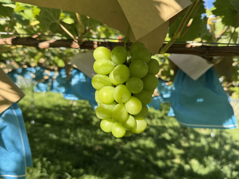 フルーツ大国和歌山よりお届け！朝採れシャインマスカット(家庭用)　約1.5キロ　4〜7房