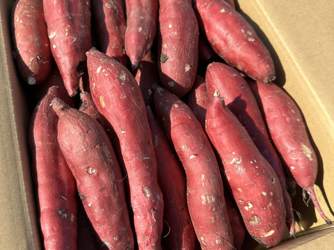 低温熟成保管‼茨城県産紅はるかSサイズ20㎏　さつまいも　サツマイモ