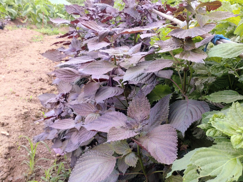赤紫蘇 茎付きの葉15本以上 赤しそ 赤じそ約25cm 農薬除草剤等不使用🏣ゆうパック◆グラム数は実際のグラムではないので本数でお選びください(茎付きで約200〜250g、葉のみで約120〜200g)