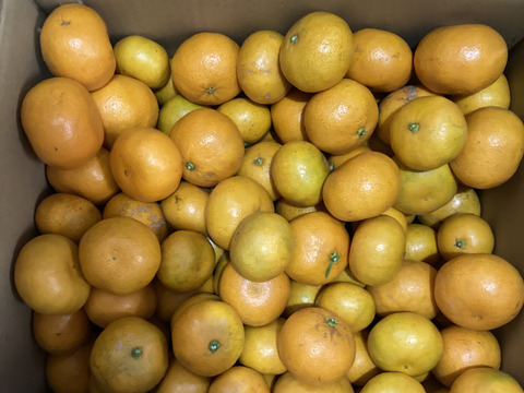 今年もありがとうございました！食べ過ぎ注意！山畑の有田みかん 10kg