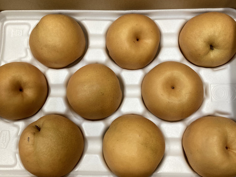 食べ応えの大玉品種！　新高梨（家庭用）　約5kg(7～9玉)