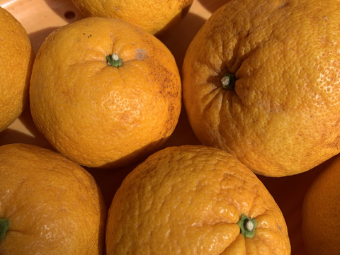 【訳あり】甘夏 約4キロ 訳あり甘夏 静岡沼津産甘夏 あまなつ 夏みかん 夏ミカン 果物 フルーツ 柑橘 果物 柑橘類 お土産 誕生日 母の日 父の日