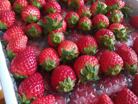 【ご家庭用に】甘~い完熟いちごをおなかいっぱいどうぞ!完熟いちご1.5kg