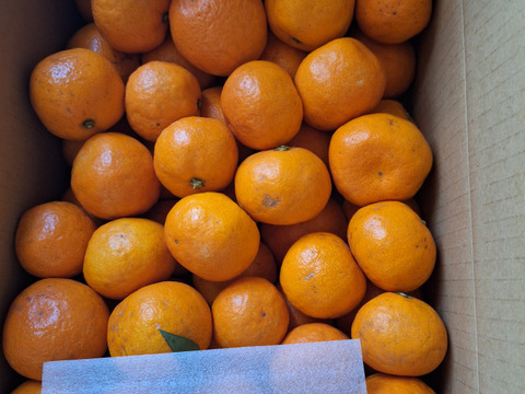 【樹上完熟】とっても甘い！ ゆら早生 菊みかん５kg 優品【特別栽培認証】