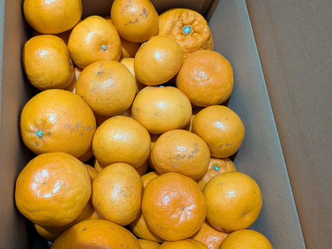 【お買い得】ジューシーかつ濃厚なはるみ（約５kg）訳あり品