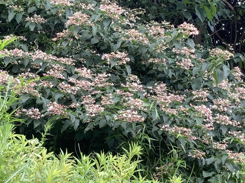 初秋のハチミツさん　450g