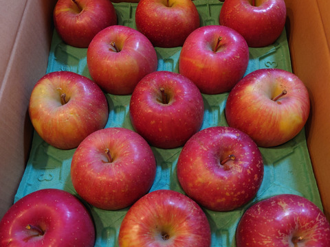 【王道サンふじ】　5㎏　13～20玉　本場青森りんご　農家直送　元気なりんご