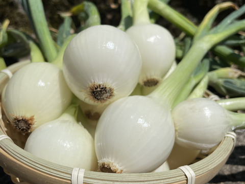 嬉しいお口コミにお答えして✨️玉ねぎネット付き【農薬不使用  玉ねぎ】3kg🧅兵庫県丹波産 米農家のこだわり有機肥料使用！化学肥料不使用 大きさいろいろ 薄皮がパラパラ落ちにくい