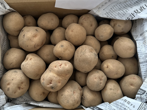訳アリ氷温熟成じゃがいも　キタアカリ　10㎏