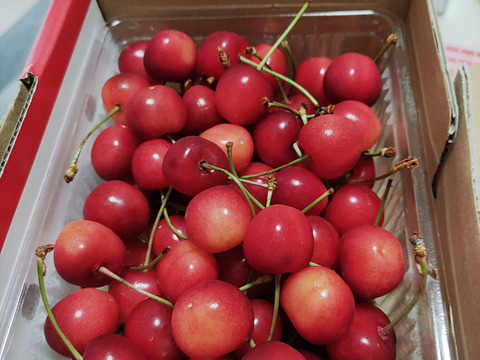 🍒最終🍒【朝どれ】《佐藤錦》さくらんぼ 山形県東根産 500g L.2L 秀