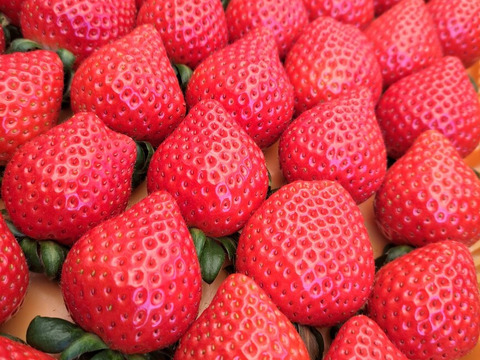 埼玉いちご「あまりん」270ｇ×2ｐ