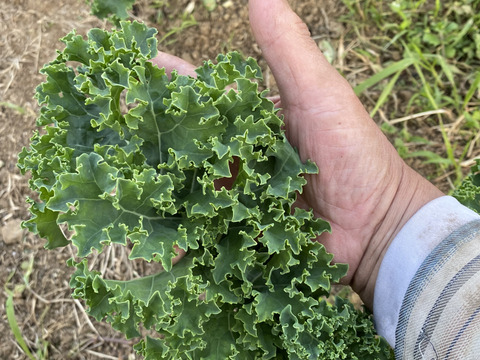 〈ふわっと柔らか〉カリーノケール 3㎏— 苦味ひかえめ、初めてでも使い切れる味 —