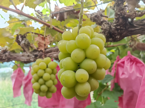 岡山県産つる付きシャインマスカット1kg(2房)