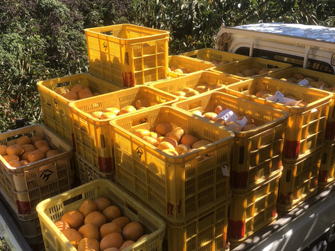 【橋本市送料無料キャンペーン】秋の味覚　和歌山のたねなし柿　訳あり(家庭用)M〜2L 約5kg