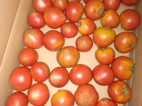 ラストスパートSALE‼️闇のト・マーレ【超訳あり】その甘さ悪魔的【調理向け】2.5kg以上