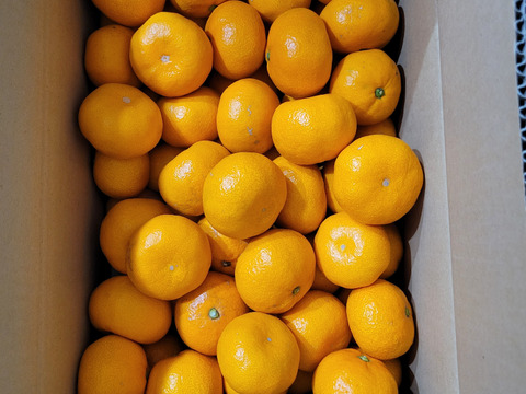 濃厚完熟　蔵出し　小玉青島みかん　ご家庭用「Ｓ・２Ｓ」5ｋｇ