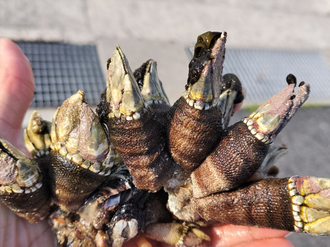 【磯の珍味】ぷりぷりっカメノテ！（約120g入り×5袋）