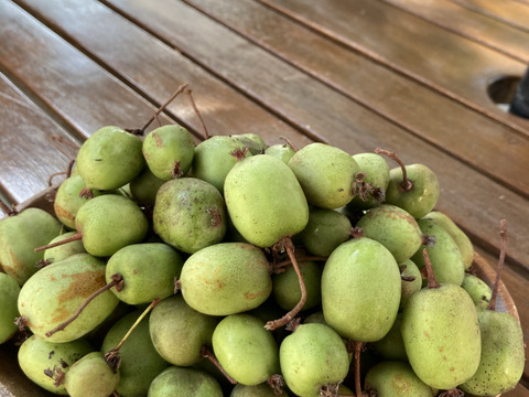 【期間限定20箱】今年初収穫!!「小さな果実に大きなチカラ。ベビーキウイ」健康に良いミオイノシトールを含んだベビーキウイの詰め合わせ（B級しわ・多少キズあり）