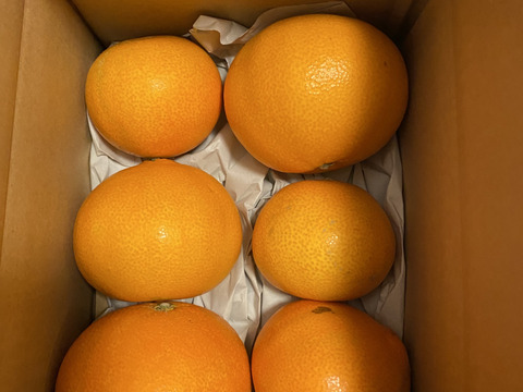 まどんな『ゼリーのようなプルプル食感』（家庭用 2kg）媛果まどんな